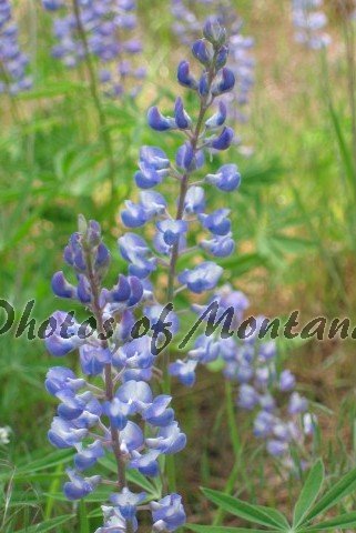 4x6 Photo ~ Flowers #004 Lupine