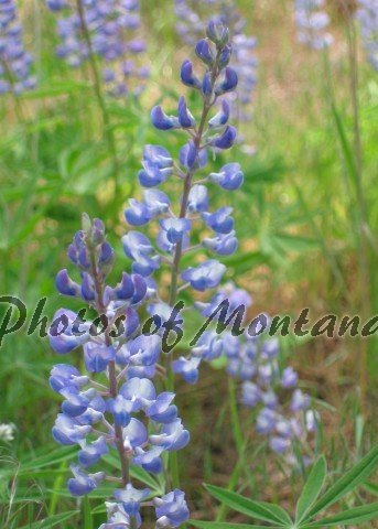 5x7 Photo ~ Flowers #004 Lupine