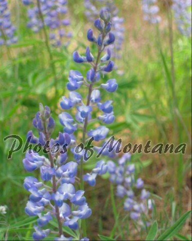 8x10 Photo ~ Flowers #004 Lupine