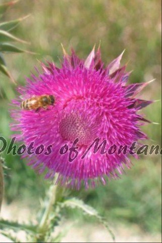4x6 Photo ~ Flowers #005 Honeybee on Thistle