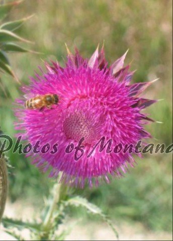 5x7 Photo ~ Flowers #005 Honeybee on Thistle