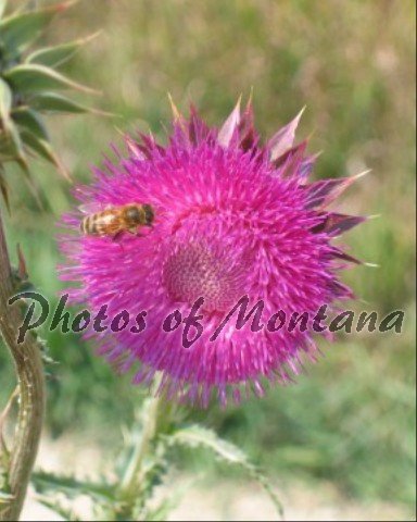 8x10 Photo ~ Flowers #005 Honeybee on Thistle