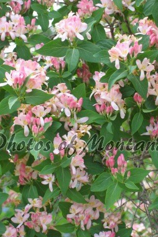 4x6 Photo ~ Flowers #006 flowering bush - pink flowers