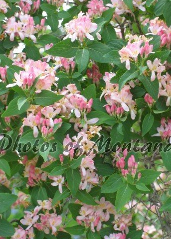 5x7 Photo ~ Flowers #006 flowering bush - pink flowers