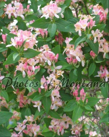 8x10 Photo ~ Flowers #006 flowering bush - pink flowers