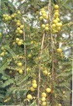 Amalaki (Emblica officinalis)