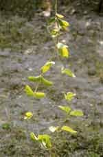 Anantmool (Hemidismus indica)