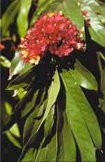 Ashoka (Saraca asoka)
