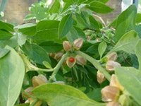 Ashwagandha (Withania somnifera)