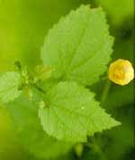 Bala (Sida cordifolia)
