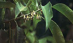 Bakula (Mimosops Elengi)