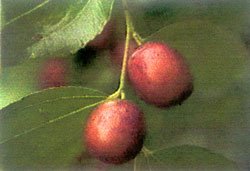 Ber (Zizyphus jujuba)