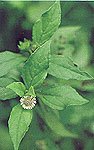 Bhringraj (Eclipta alba)
