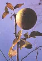 Bilva (Aegle Marmelos)