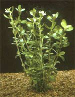 Brahmi (Bacopa monnierri)