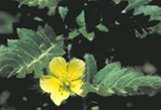 Gokshur (Tribulus terrestris)