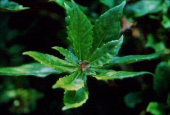 Gurmar (Gymnema sylvestre)