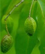 Haritaki (Terminalia chebula)