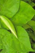 Jiwanti,Jivanti(Leptadenia reticulata)