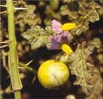 Kantakari (Leptadenia reticulata