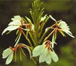 Kapur kachri (Hedichium spicatium)