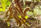 Kaunch (Mucuna pruriens)