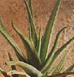 Kumari (Aloe vera,Aloe barbadensis)