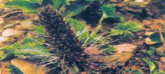 Kutki (Picrorhiza kurroa)