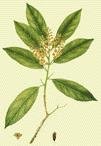 Lodhra (Sympiocos racemosa)