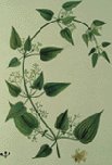 Manjistha (Rubia cordifolia)