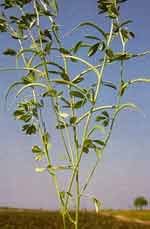 Methika,Fenugreek (Trigonella foenum-graceum)