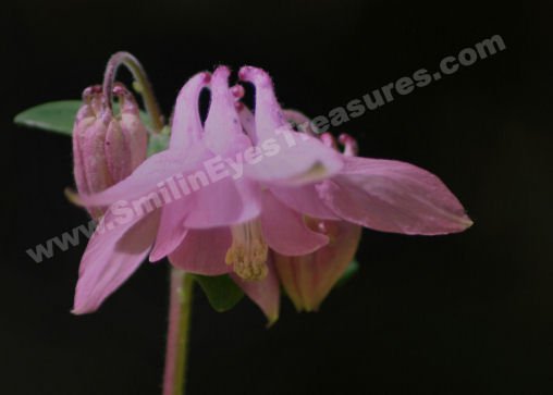 Macro Pink Columbine Digital Flower Photo 5x7