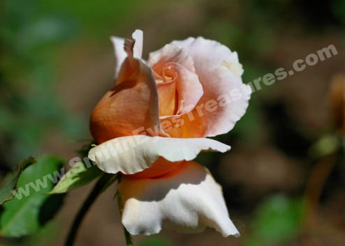 Macro Peach Rosebud Digital Flower Photo 5x7