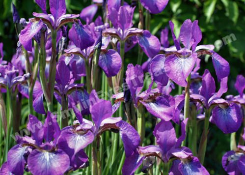 Purple Bearded Irises Digital Flower Photo 5x7
