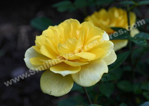 Yellow Rose In Bloom Digital Flower Photo 5x7