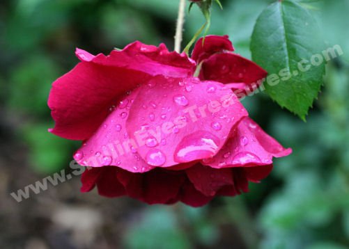 Red Rose And Raindrops Digital Flower Photo 5x7