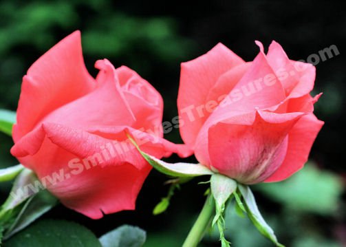 Peach Rosebud Pair Digital Flower Photo 5x7