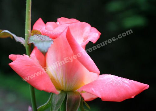 Delicate Macro Peach Rosebud Digital Flower Photo 5x7