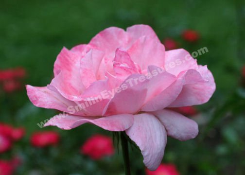 Macro Pink Rose In Bloom Digital Flower Photo 5x7
