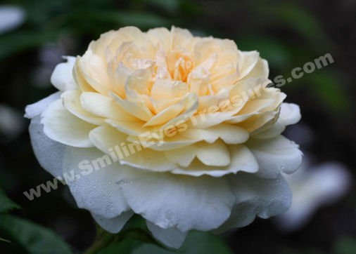 Macro Pale Yellow Rose In Bloom Digital Flower Photo 5x7