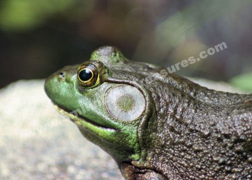 Macro Bullfrog Thoughts Digital Nature Photo 5x7