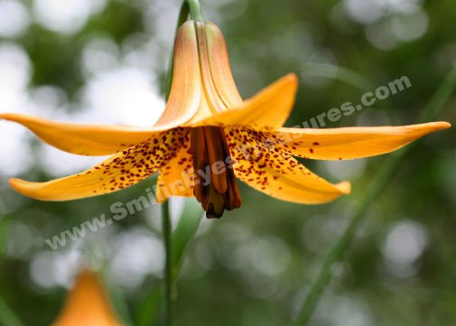 Macro Wild Canadian Lily Digital Flower Photo 5x7