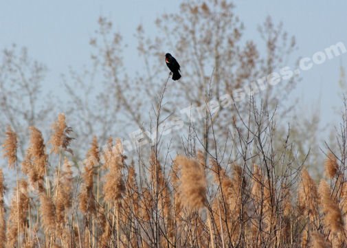 Solitary Red Winged Blackbird Digital Nature Photo 5x7