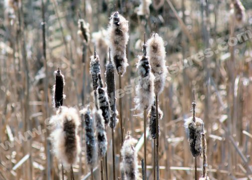 Faded Cattails In Spring Digital Nature Photo 5x7