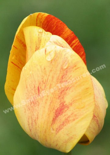 Macro Yellow Tulip Petals Digital Flower Photo 5x7