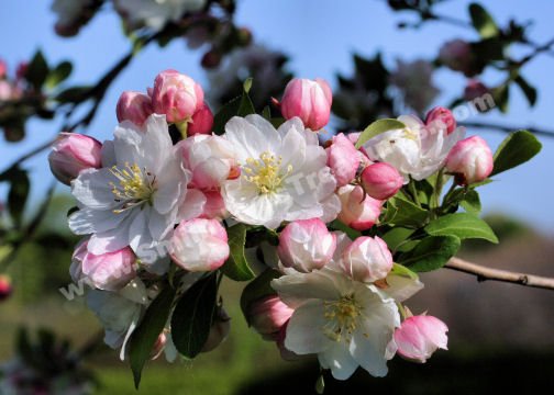 Spring Blossoms Digital Flower Photo 5x7
