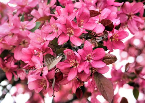 Pink Crab Apple Blossoms Digital Flower Photo 5x7