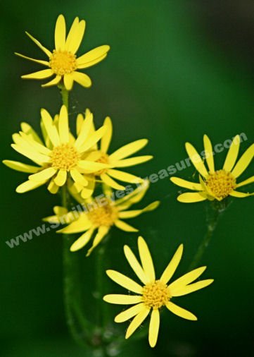Dreamy Yellow Daisies Digital Flower Photo 5x7
