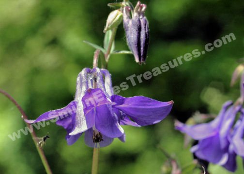 Purple Columbine And Tiny Bee Digital Flower Photo 5x7