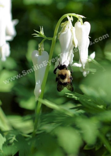 Bumble Bee On White Columbine Digital Nature Photo 5x7